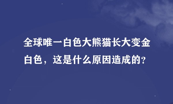 全球唯一白色大熊猫长大变金白色，这是什么原因造成的？