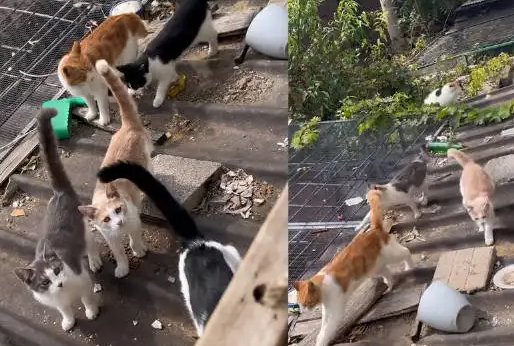 男子吹口哨,附近流浪猫秒集结,这究竟是怎么回事呢?