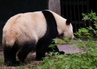 熊猫的尾巴是什么样的