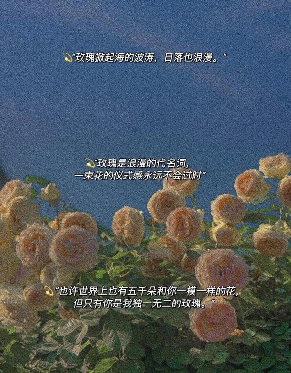 18.有关玫瑰的高级浪漫文案