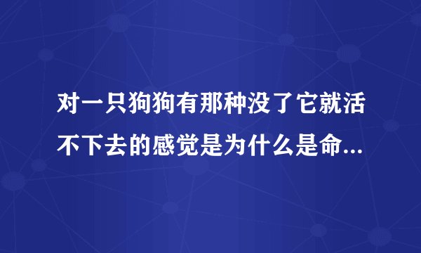 对一只狗狗有那种没了它就活不下去的感觉是为什么是命中注定吗？