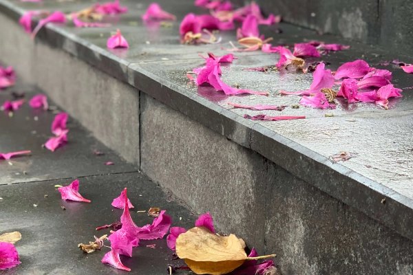 花雨的意思