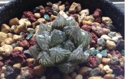 多肉玉露怎么养才能壮根