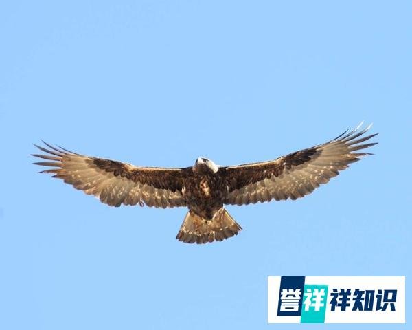 四川瓦屋山首次发现猛禽之王,有金色的冠羽