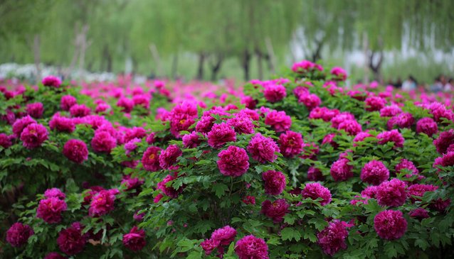 黑龙江省有几种市花?
