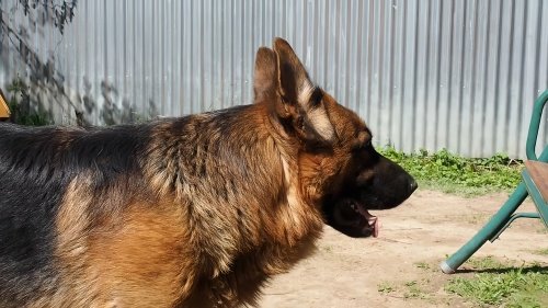 冈瑟四世牧羊犬多少钱一只