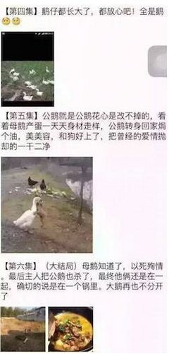 网红鹅已被宰杀 两只鹅青梅竹马一起长大