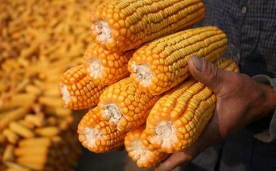 未来2020年玉米价格预测是多少？