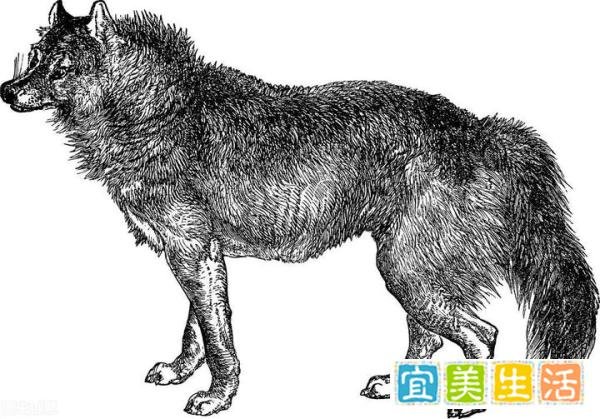 狼爱上狗：白毛狼王击败黑狼，带花狗重返狼群，产下一只鬼面獒犬