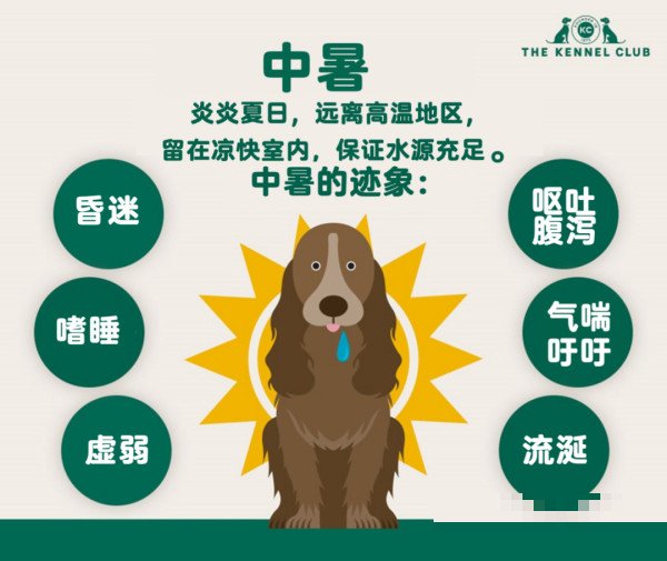 卡南犬中暑的预防和急救措施是什么？
