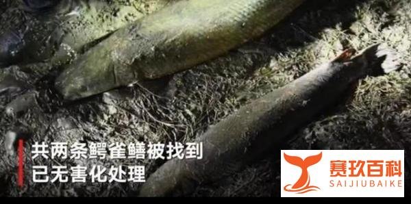 河南雌雄俩条“怪鱼”已被捕获：已无害化处理