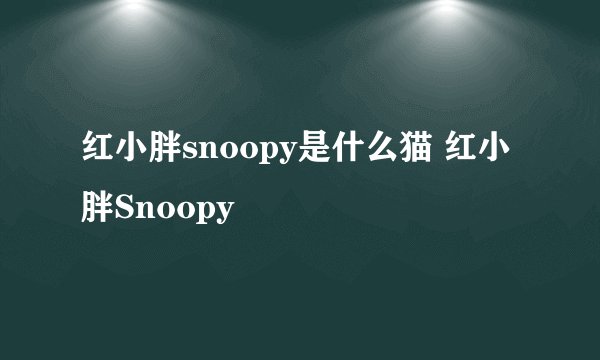 红小胖snoopy是什么猫 红小胖Snoopy