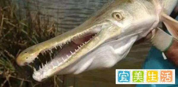 为抓一条鱼用一个月把湖水抽干，如此大费周章值得吗？