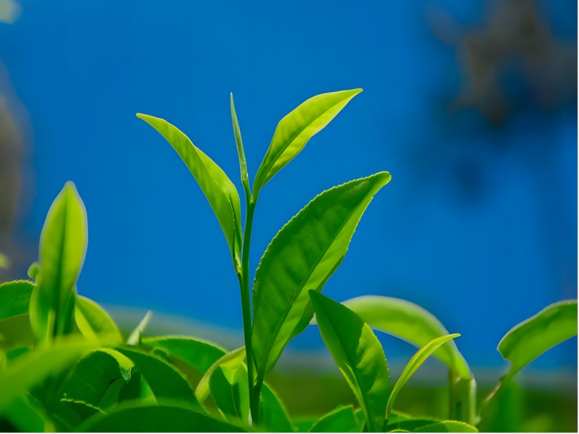 茶叶属于商标的第几类