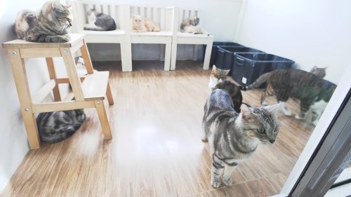 猫咪寄养宠物店怎么收费