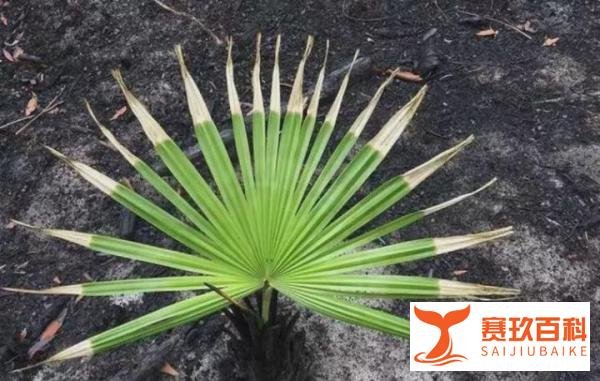 山火过后的澳洲，没有想象中的“贫瘠”，不得不佩服神奇的大自然