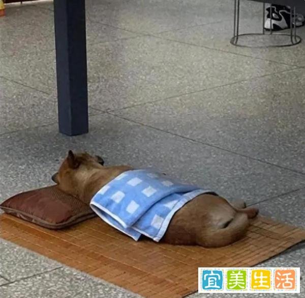 山西午睡文化：不分时间地点物种，你真的了解吗？