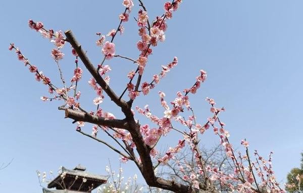 《春分》