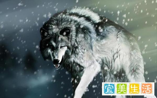 狼爱上狗：白毛狼王击败黑狼，带花狗重返狼群，产下一只鬼面獒犬