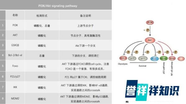什么是磷脂酰肌醇信号通路?