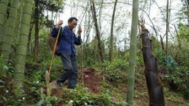 云南三姐弟同时死于荒野,家属称13年多次索要尸检报告未果,这是为什么?