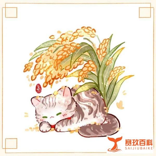 袁爷爷走了，他的猫袁花花还没长大！