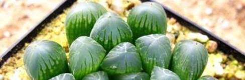 如何把玉露养紧凑