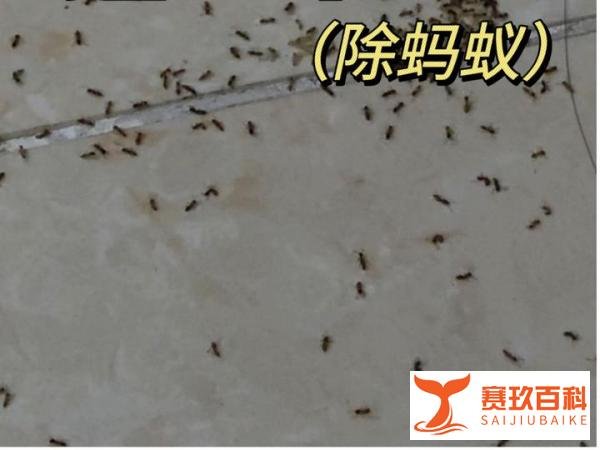 第一次租房租到了蚂蚁屋......