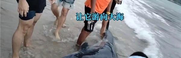 3米长！深圳海滩现抹香鲸，两次搁浅后死亡，背后或是悲剧故事