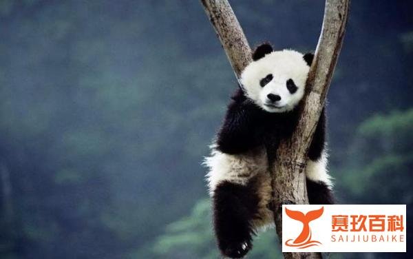 政事堂：旅美大熊猫丫丫瘦成皮包骨，在美国的它究竟经历了什么？