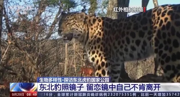 东北豹照镜子瞬间被镜中自己迷倒,如何从心理学看待这一举动?