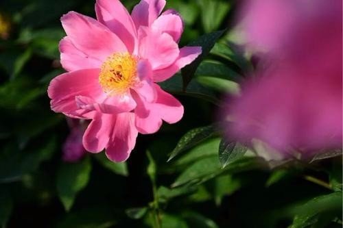 红楼梦中:史湘云被抄家后 ,为何落得沦为船妓的悲剧命运?