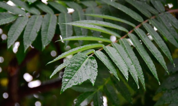 梅雨季节2022什么时间结束