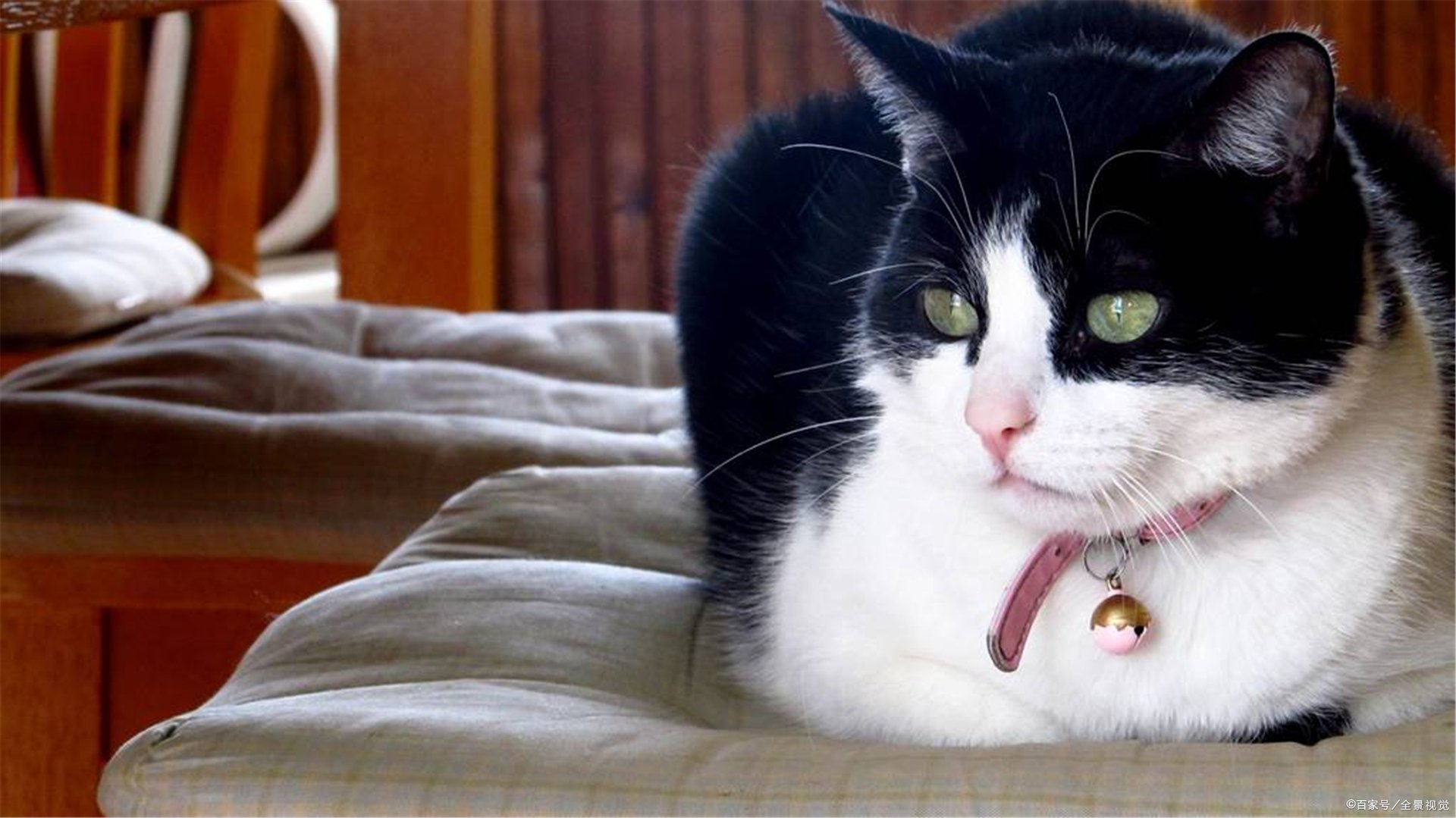 为什么说“猫是人类最好的朋友”？