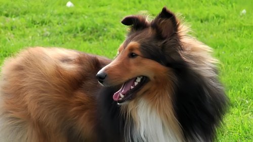 冈瑟四世牧羊犬多少钱一只