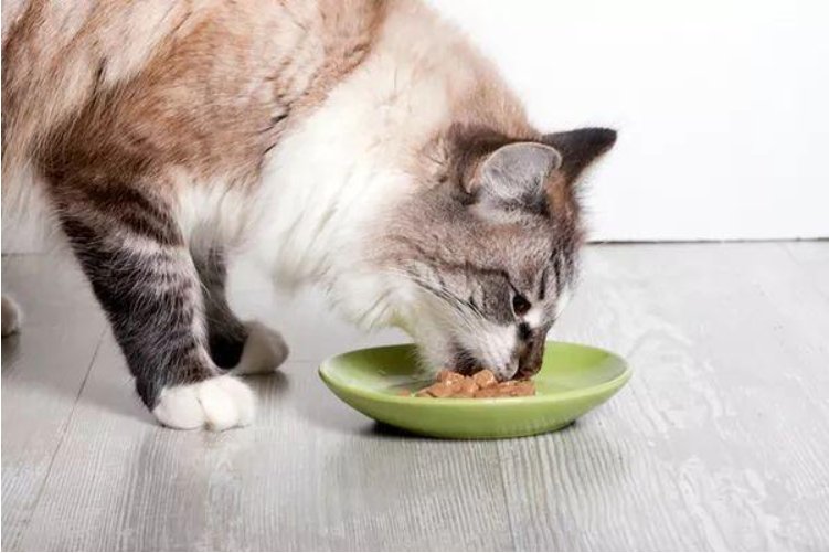 go猫粮被曝猫吃后，竟中毒甚至死亡，该如何追责？