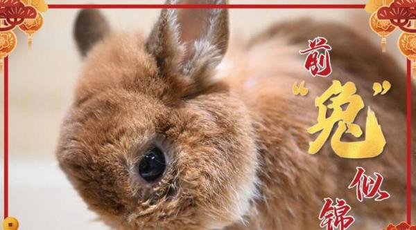 女子除夕夜去山庙祈福遇兔子带路 网友:玉兔领路发家致富