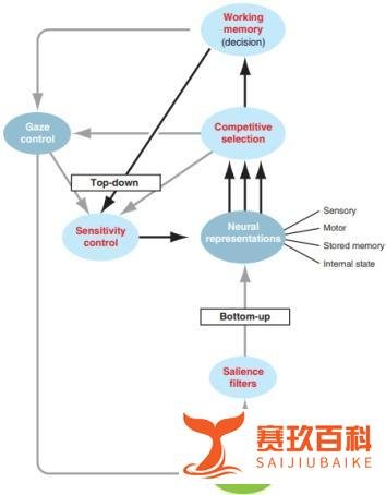 （占坑贴）注意的神经机制是什么？