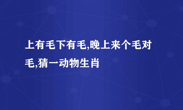 上有毛下有毛,晚上来个毛对毛,猜一动物生肖