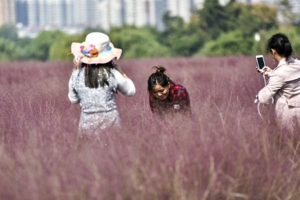 网友对游客跳进网红粉黛花海拍照,有何评价?
