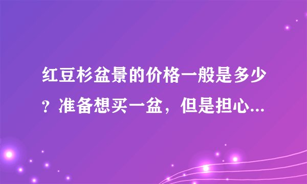 红豆杉盆景的价格一般是多少？准备想买一盆，但是担心会不会太贵