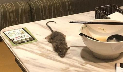 老鼠爬上火锅餐桌,店员抓住踩死,火锅店负责人对此有何回应?