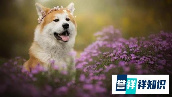 菲顿宠物:狗狗哮喘病的症状及防治方法