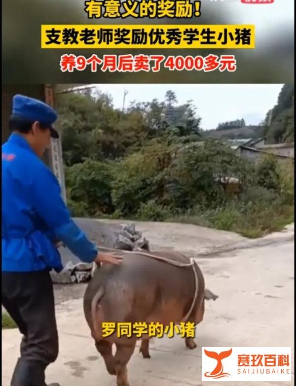 奖励优秀生的小猪养9月后卖4000元与外卖员想10元理发 进店后消费上万