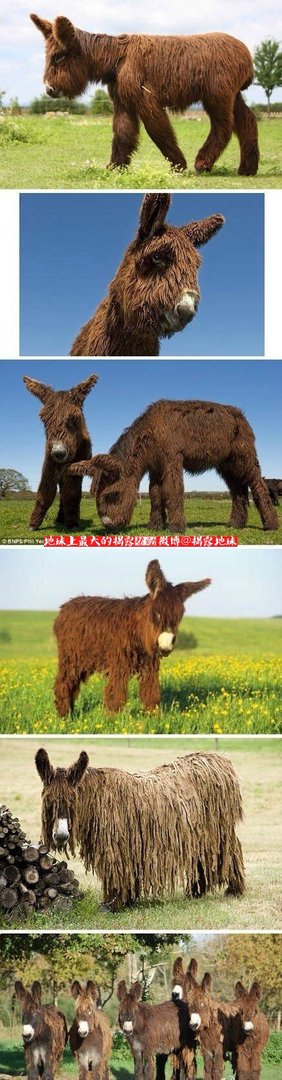 草泥驴和草泥骡是什么动物啊