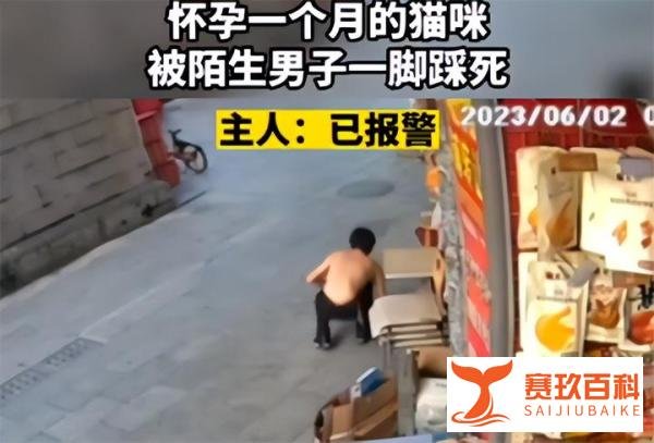 怀孕猫咪招谁惹谁了？被陌生男子一脚踩死，残忍程度真看不下去