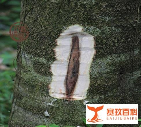 沉香树一般几年成材?大概多少钱一棵?又是如何采香?