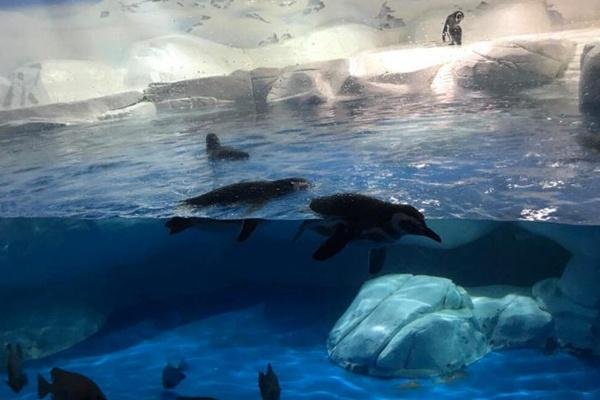 上海海洋水族馆门票优惠政策