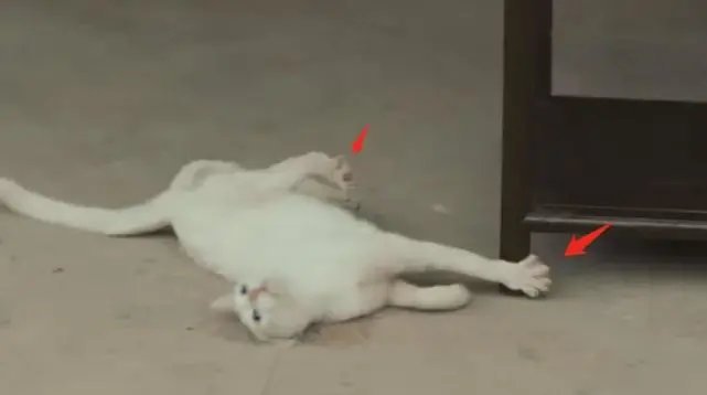 《当家主母》群演称猫被电死非毒死,事情的真相到底是什么?