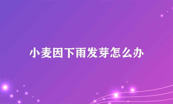 小麦因下雨发芽怎么办